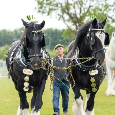Rutland County Show 2022 Heavy Pair 400
