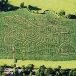 wistow maze 320x320 1