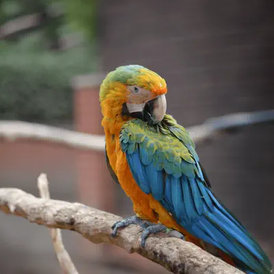 attraction tropical birdland 400