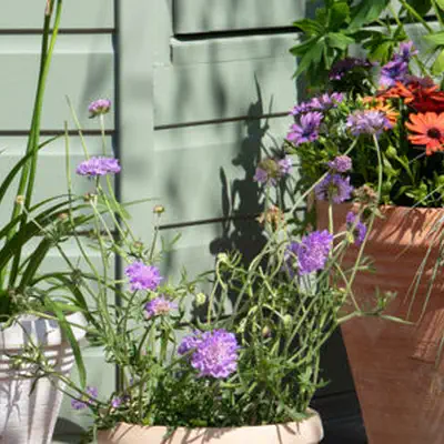 attractions garden centre dobbies 400