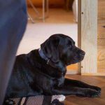 lodge owls nest foxton locks lodges 8117 800×600 lodge owls nest foxton locks lodges 8117 800x600