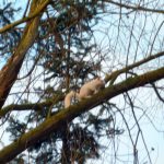 white squirrel foxton locks lodges P1000331 800x600
