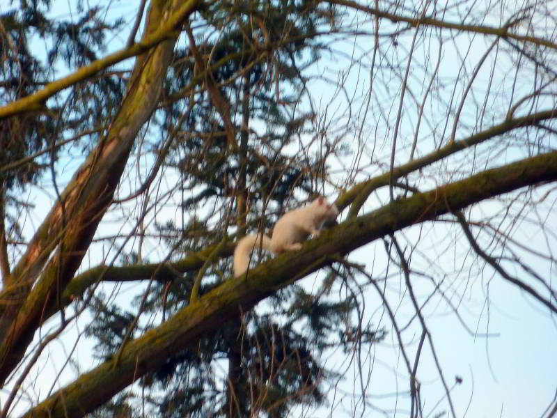 white squirrel foxton locks lodges P1000331 800x600
