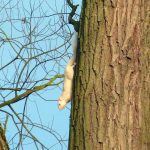 white squirrel foxton locks lodges P1000332 800x600